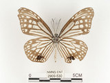 中文名:姬小紋青斑蝶(絹斑蝶)(2909-530)學名:Parantica aglea maghaba (Fruhstorfer, 1909)(2909-530)