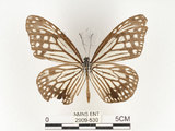 中文名:姬小紋青斑蝶(絹斑蝶)(2909-530)學名:Parantica aglea maghaba (Fruhstorfer, 1909)(2909-530)