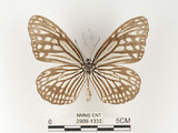 中文名:姬小紋青斑蝶(絹斑蝶)(2909-1332)學名:Parantica aglea maghaba (Fruhstorfer, 1909)(2909-1332)