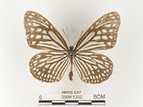 中文名:姬小紋青斑蝶(絹斑蝶)(2909-1332)學名:Parantica aglea maghaba (Fruhstorfer, 1909)(2909-1332)