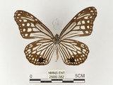 中文名:姬小紋青斑蝶(絹斑蝶)(2909-382)學名:Parantica aglea maghaba (Fruhstorfer, 1909)(2909-382)