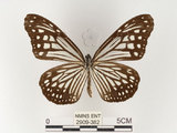 中文名:姬小紋青斑蝶(絹斑蝶)(2909-382)學名:Parantica aglea maghaba (Fruhstorfer, 1909)(2909-382)