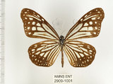 中文名:姬小紋青斑蝶(絹斑蝶)(2909-1001)學名:Parantica aglea maghaba (Fruhstorfer, 1909)(2909-1001)