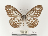 中文名:姬小紋青斑蝶(絹斑蝶)(3268-225)學名:Parantica aglea maghaba (Fruhstorfer, 1909)(3268-225)