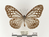 中文名:姬小紋青斑蝶(絹斑蝶)(3268-225)學名:Parantica aglea maghaba (Fruhstorfer, 1909)(3268-225)