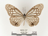 中文名:姬小紋青斑蝶(絹斑蝶)(4219-754)學名:Parantica aglea maghaba (Fruhstorfer, 1909)(4219-754)