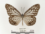 中文名:姬小紋青斑蝶(絹斑蝶)(4219-783)學名:Parantica aglea maghaba (Fruhstorfer, 1909)(4219-783)