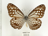 中文名:姬小紋青斑蝶(絹斑蝶)(4909-43)學名:Parantica aglea maghaba (Fruhstorfer, 1909)(4909-43)