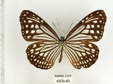 中文名:姬小紋青斑蝶(絹斑蝶)(4909-43)學名:Parantica aglea maghaba (Fruhstorfer, 1909)(4909-43)