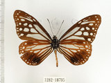 中文名:小青斑蝶(1282-18795)學名:Parantica swinhoei (Moore, 1883)(1282-18795)