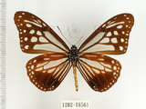 中文名:小青斑蝶(1282-18561)學名:Parantica swinhoei (Moore, 1883)(1282-18561)