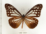 中文名:小青斑蝶(1282-18561)學名:Parantica swinhoei (Moore, 1883)(1282-18561)