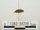 中文名:稻黑椿(1282-34240)學名:Scotinophara lurida (Burmeister, 1834)(1282-34240)