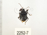 中文名:疣椿(雙峰疣椿)(2252-7)學名:Cazira verrucosa (Westwood, 1835)(2252-7)