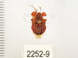 中文名:疣椿(雙峰疣椿)(2252-9)學名:Cazira verrucosa (Westwood, 1835)(2252-9)