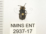 中文名:怪椿(2937-17)學名:Eumenotes obscura Westwood, 1844(2937-17)