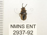 中文名:怪椿(2937-92)學名:Eumenotes obscura Westwood, 1844(2937-92)