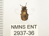 中文名:怪椿(2937-36)學名:Eumenotes obscura Westwood, 1844(2937-36)