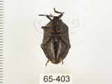 中文名:兜椿(九香蟲)(65-403)學名:Coridius chinensis (Dallas, 1851)(65-403)