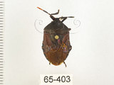 中文名:兜椿(九香蟲)(65-403)學名:Coridius chinensis (Dallas, 1851)(65-403)