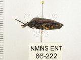 中文名:兜椿(九香蟲)(66-222)學名:Coridius chinensis (Dallas, 1851)(66-222)
