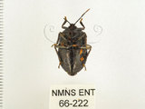 中文名:兜椿(九香蟲)(66-222)學名:Coridius chinensis (Dallas, 1851)(66-222)