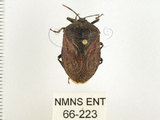 中文名:兜椿(九香蟲)(66-223)學名:Coridius chinensis (Dallas, 1851)(66-223)