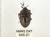 中文名:兜椿(九香蟲)(645-21)學名:Coridius chinensis (Dallas, 1851)(645-21)