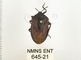 中文名:兜椿(九香蟲)(645-21)學名:Coridius chinensis (Dallas, 1851)(645-21)
