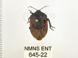 中文名:兜椿(九香蟲)(645-22)學名:Coridius chinensis (Dallas, 1851)(645-22)
