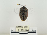 中文名:兜椿(九香蟲)(1172-144)學名:Coridius chinensis (Dallas, 1851)(1172-144)