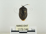中文名:兜椿(九香蟲)(1172-144)學名:Coridius chinensis (Dallas, 1851)(1172-144)