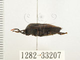 中文名:兜椿(九香蟲)(1282-33207)學名:Coridius chinensis (Dallas, 1851)(1282-33207)