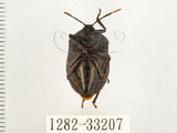 中文名:兜椿(九香蟲)(1282-33207)學名:Coridius chinensis (Dallas, 1851)(1282-33207)
