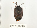 中文名:兜椿(九香蟲)(1282-33207)學名:Coridius chinensis (Dallas, 1851)(1282-33207)