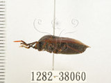 中文名:兜椿(九香蟲)(1282-38060)學名:Coridius chinensis (Dallas, 1851)(1282-38060)