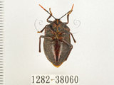 中文名:兜椿(九香蟲)(1282-38060)學名:Coridius chinensis (Dallas, 1851)(1282-38060)