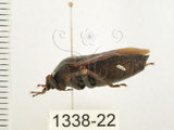 中文名:兜椿(九香蟲)(1338-22)學名:Coridius chinensis (Dallas, 1851)(1338-22)