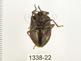 中文名:兜椿(九香蟲)(1338-22)學名:Coridius chinensis (Dallas, 1851)(1338-22)