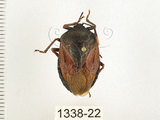 中文名:兜椿(九香蟲)(1338-22)學名:Coridius chinensis (Dallas, 1851)(1338-22)