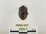 中文名:兜椿(九香蟲)(2004-7)學名:Coridius chinensis (Dallas, 1851)(2004-7)