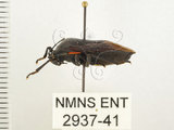 中文名:兜椿(九香蟲)(2937-41)學名:Coridius chinensis (Dallas, 1851)(2937-41)