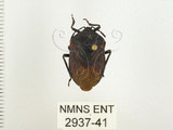 中文名:兜椿(九香蟲)(2937-41)學名:Coridius chinensis (Dallas, 1851)(2937-41)