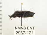 中文名:兜椿(九香蟲)(2937-121)學名:Coridius chinensis (Dallas, 1851)(2937-121)