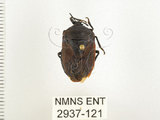 中文名:兜椿(九香蟲)(2937-121)學名:Coridius chinensis (Dallas, 1851)(2937-121)