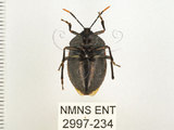 中文名:兜椿(九香蟲)(2997-234)學名:Coridius chinensis (Dallas, 1851)(2997-234)