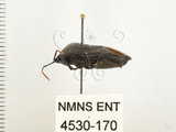 中文名:兜椿(九香蟲)(4530-170)學名:Coridius chinensis (Dallas, 1851)(4530-170)