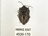 中文名:兜椿(九香蟲)(4530-170)學名:Coridius chinensis (Dallas, 1851)(4530-170)