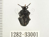 中文名:小皺椿(1282-33001)學名:Cyclopelta parva Distant, 1900(1282-33001)