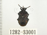 中文名:小皺椿(1282-33001)學名:Cyclopelta parva Distant, 1900(1282-33001)